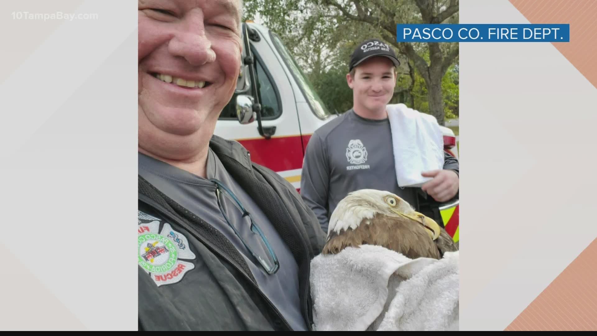 A bald eagle in distress is now recovering after the Pasco Fire Rescue, some good Samaritans, and the Owl’s Nest Sanctuary stepped in to help.