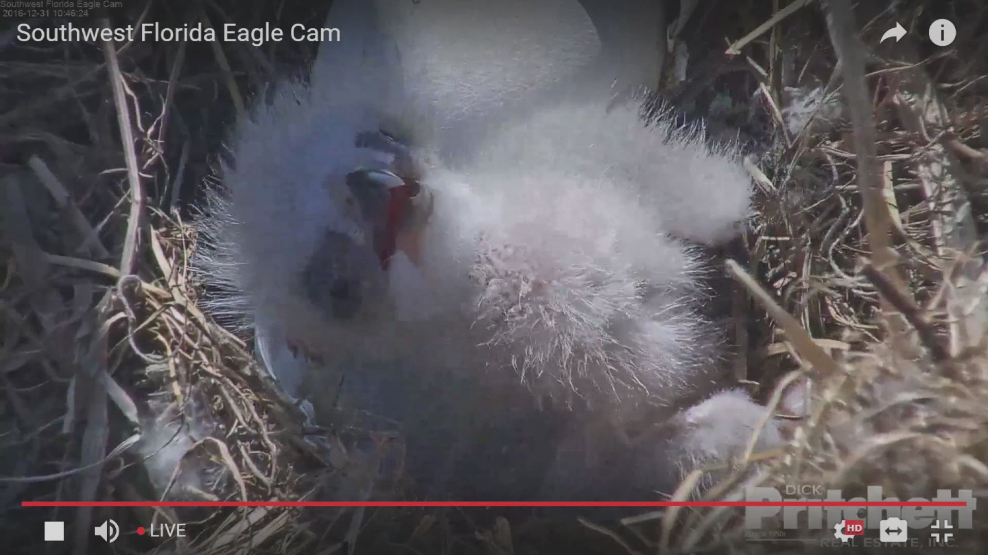 Harriet bald eagle cam | 11alive.com