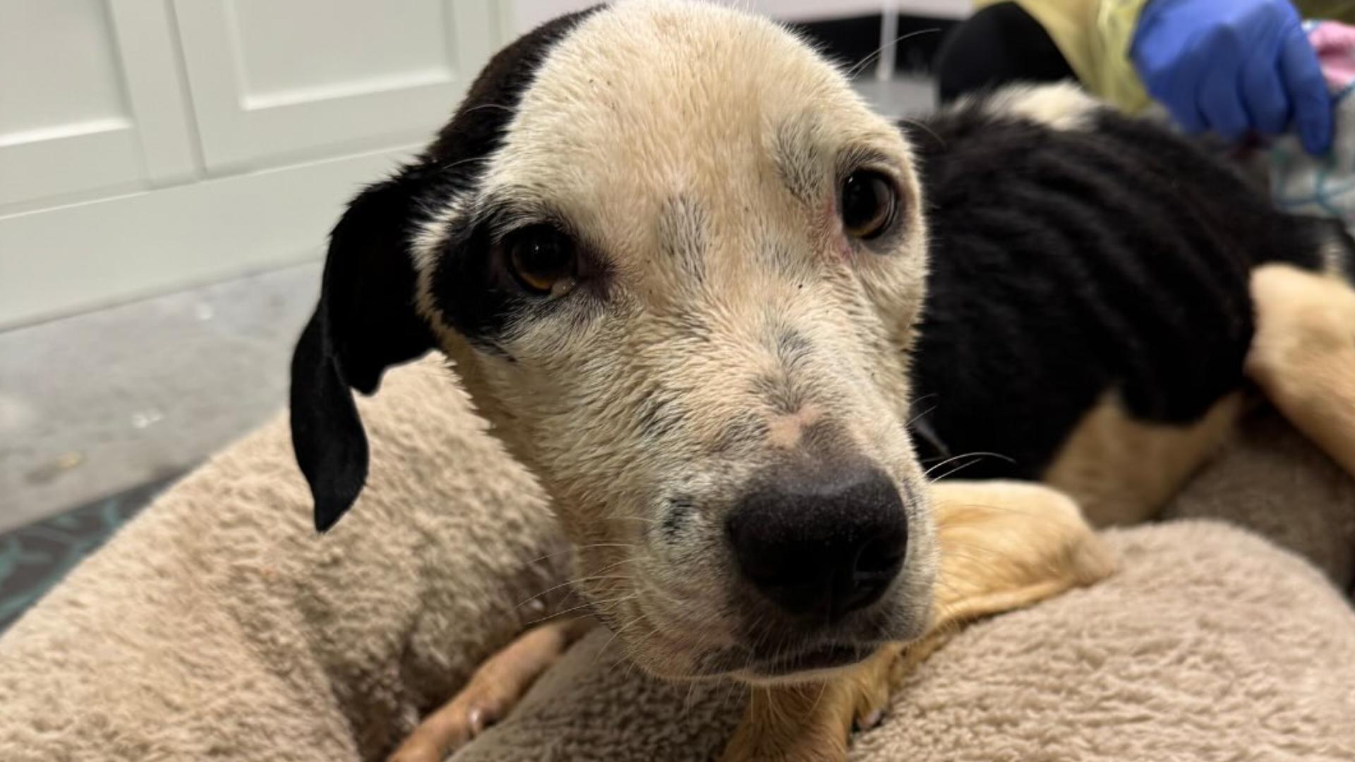 Dog dies after being found abandoned in Lutz, Florida | 11alive.com
