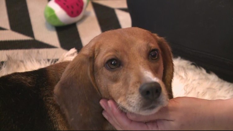 Volunteers help socialize Virginia rescued beagles with baths, movies