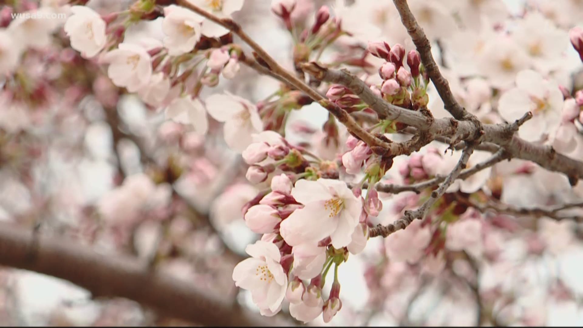 National Cherry Blossom Festival unveils 2021 plan 11alive.com.