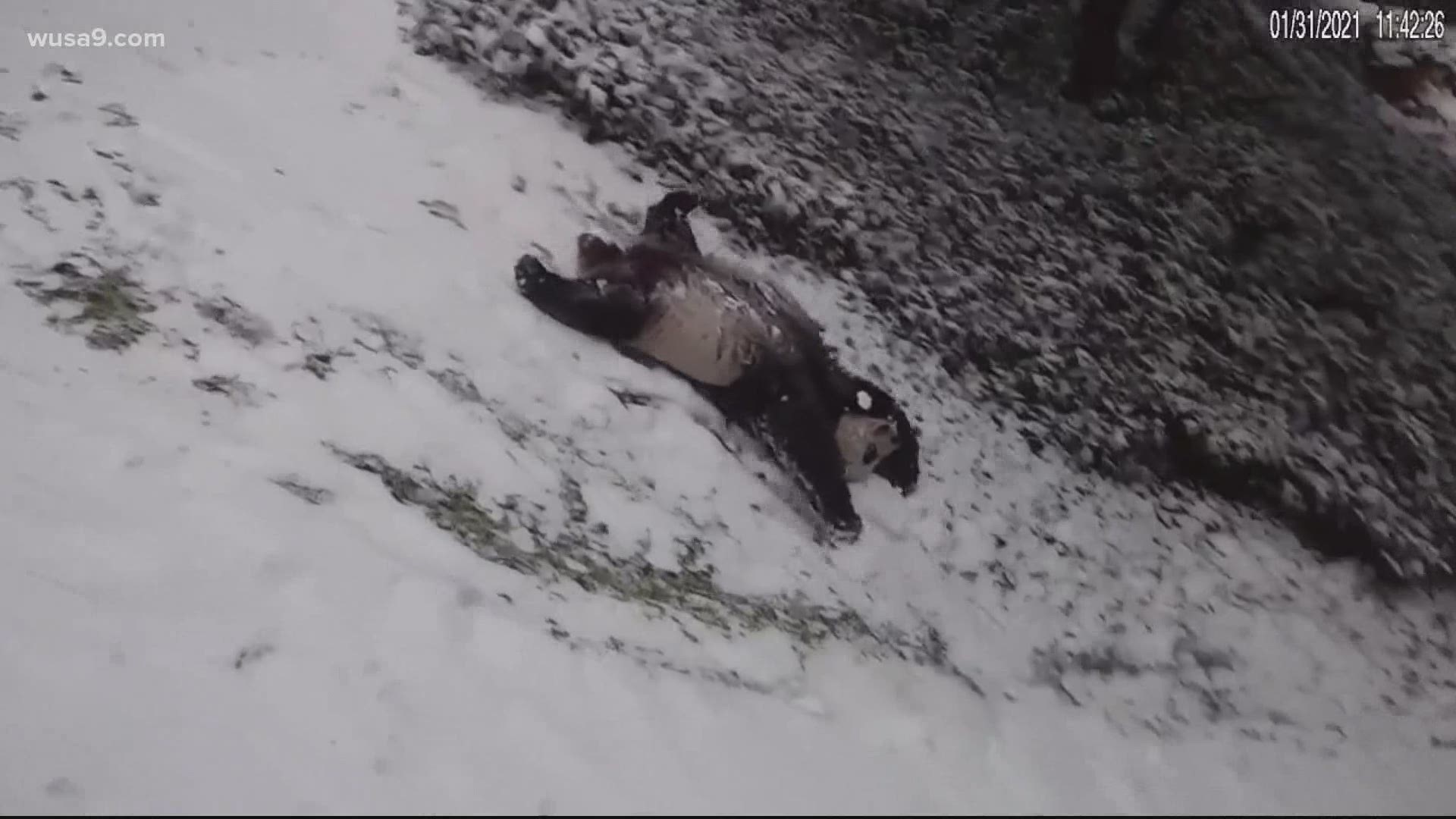 The pandas had a ball in the snow Sunday.