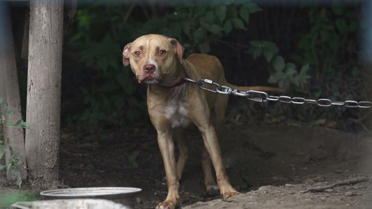 Leaving dogs chained outside will be illegal in Texas in 2022