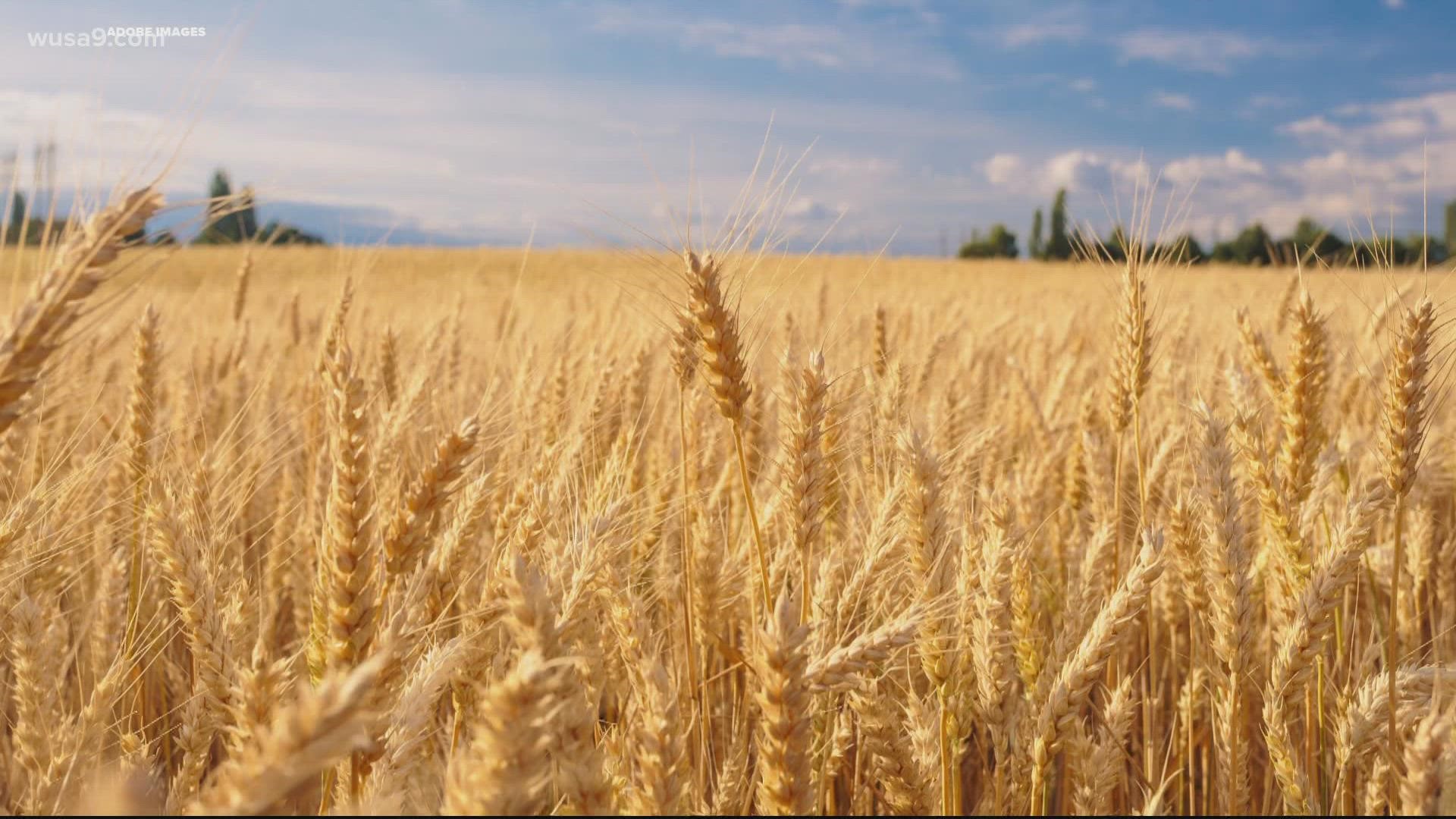 Russia and Ukraine are large contributers to the world's grain supply by making up nearly 35% of grain that's produced in the world.