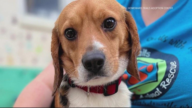 Mission accomplished: All 4,000 beagles rescued from Virginia breeding facility