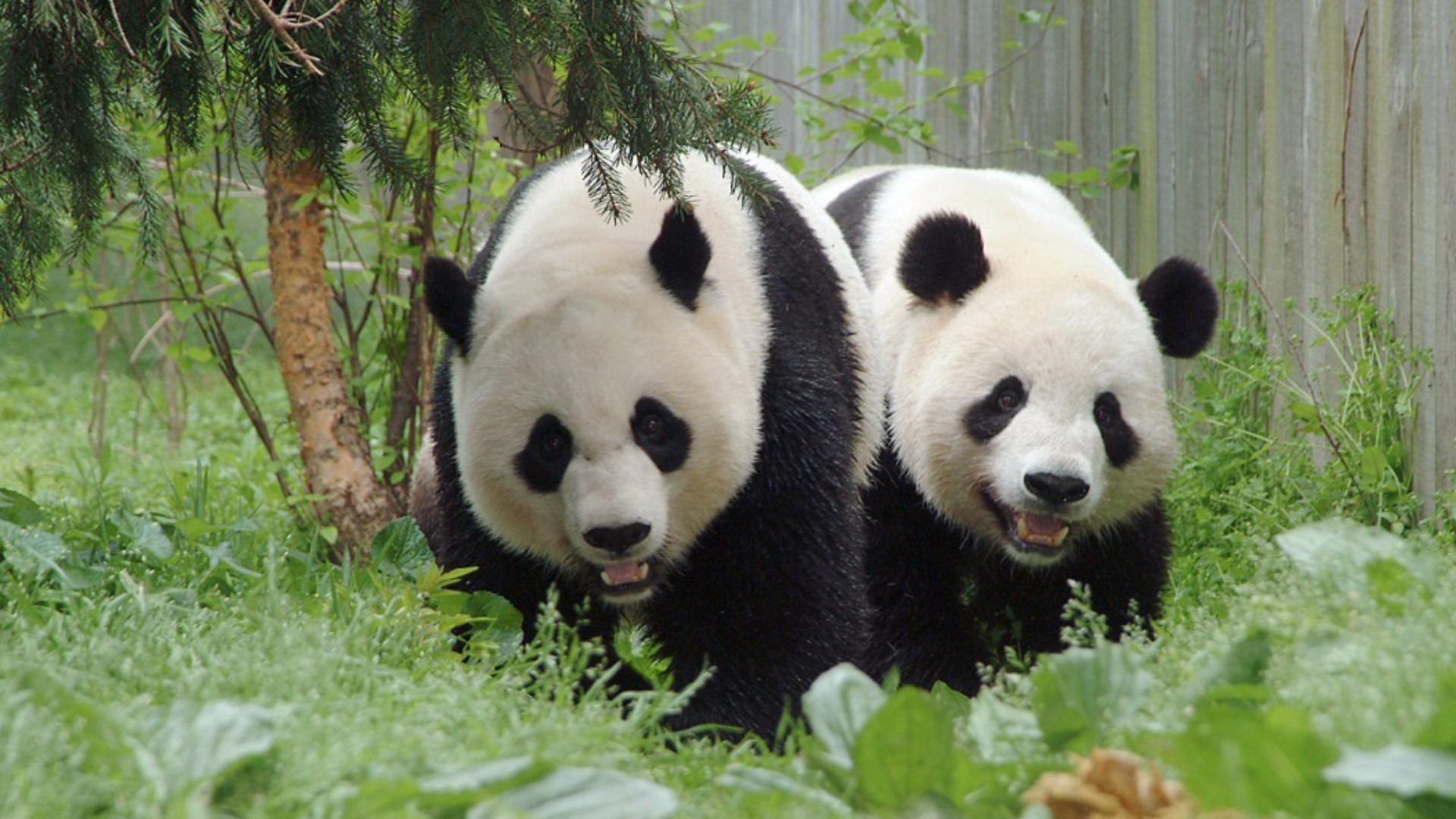 Will pandas come back to the US? | 11alive.com