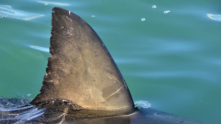 Breton, the 13-foot great white shark, just pinged off the coast of Virginia Beach