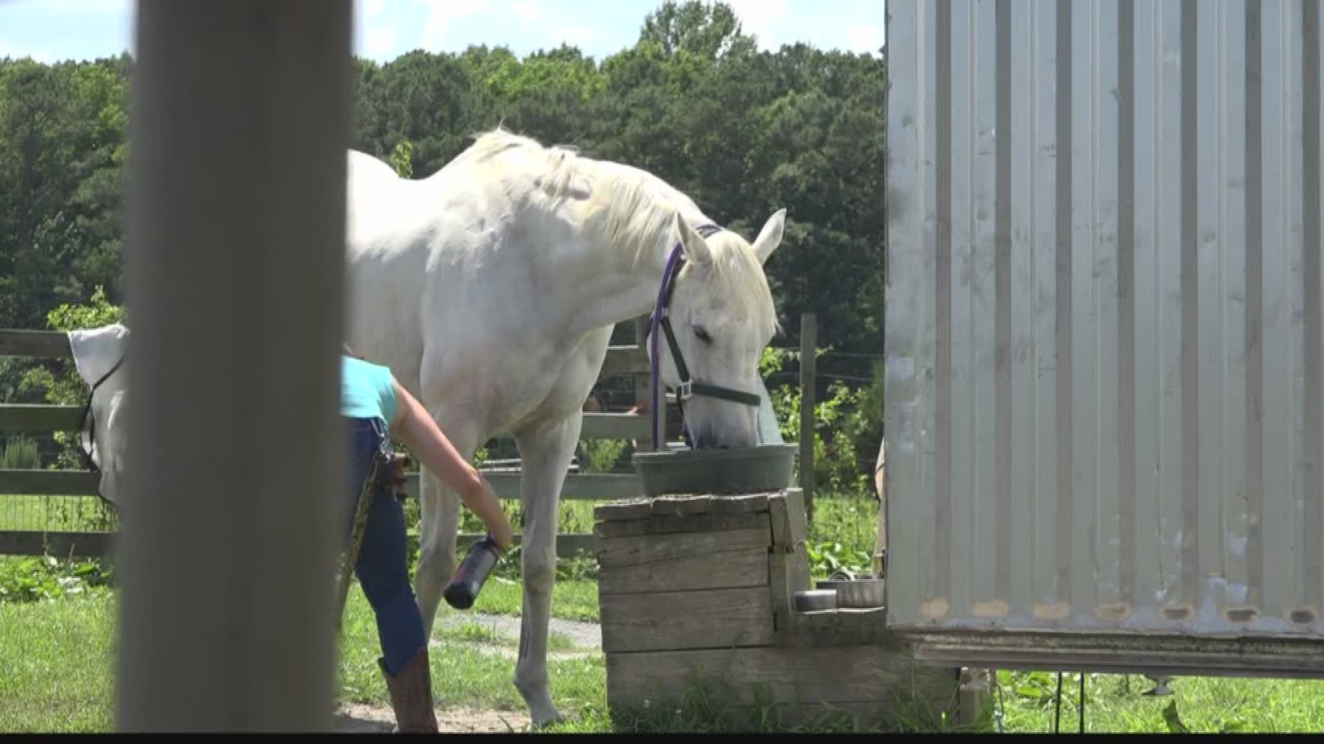Horse tails cut at NAS Oceana stables