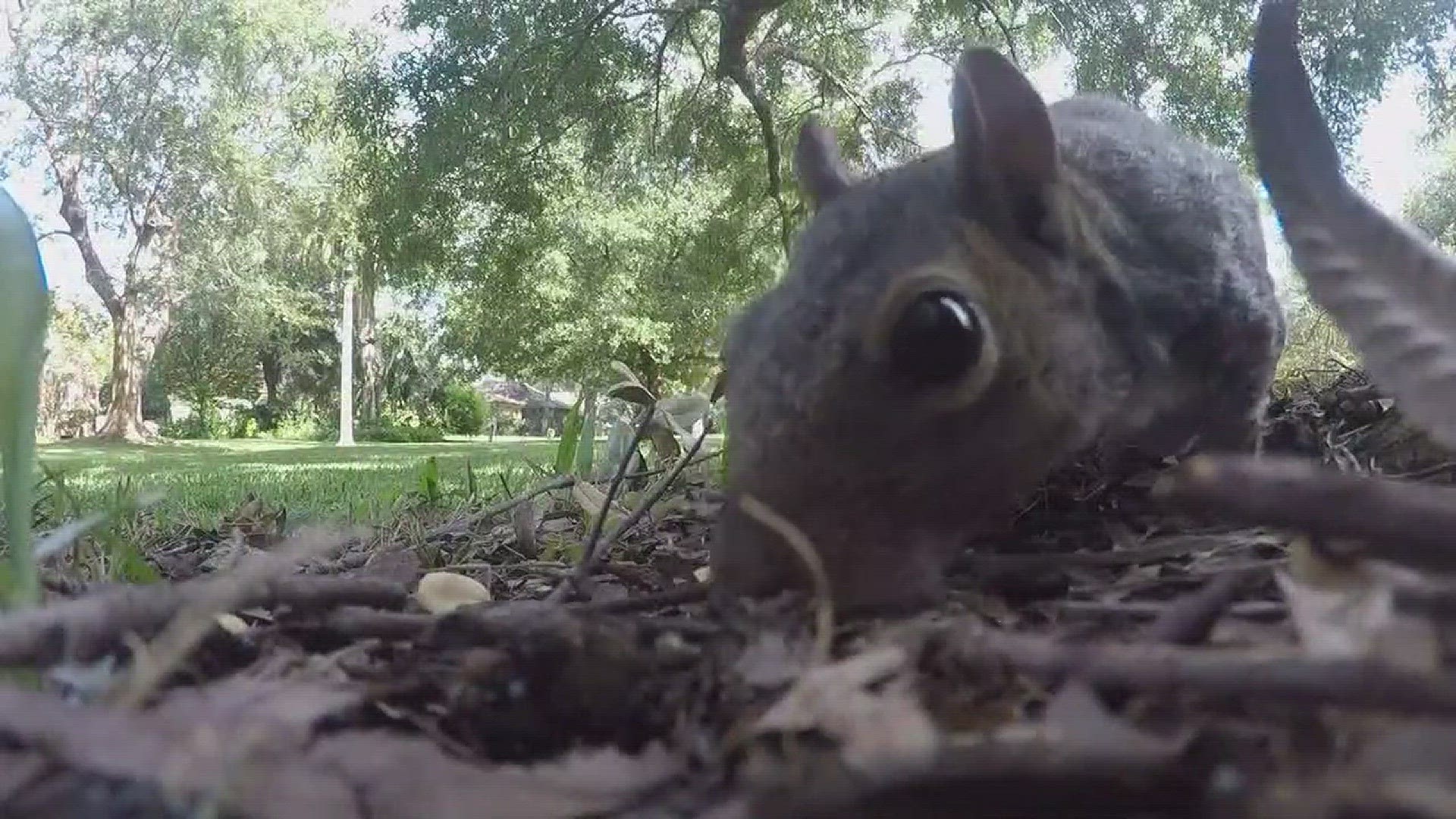 One day after being warned about aggressive squirrels in Lake Vista, video surfaced of a man and his 90-year-old mother being attacked by an aggressive squirrel.
