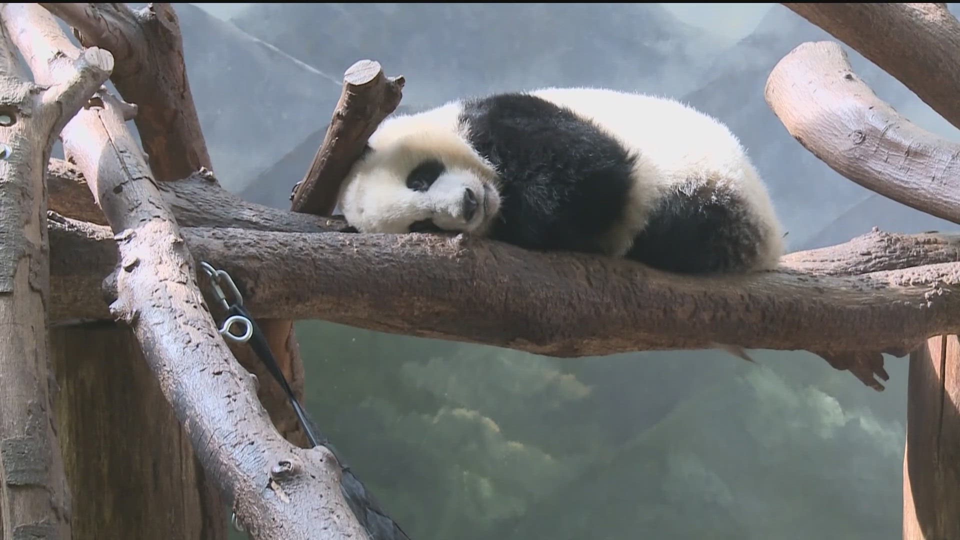 The iconic giant pandas at Zoo Atlanta face an uncertain future as their loan agreement with China nears its end.