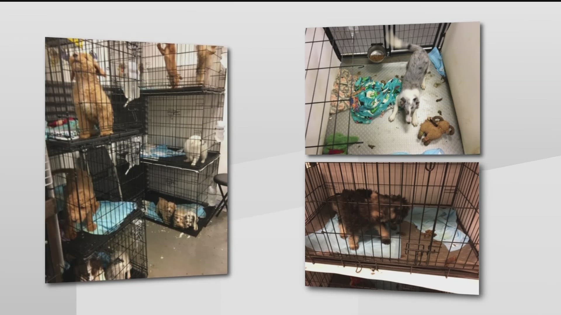 Monica Wong walked into the Gwinnett County Court Tuesday expecting to resolve 60 charges related to cruelty to animals. However, a judge refused to dismiss the case