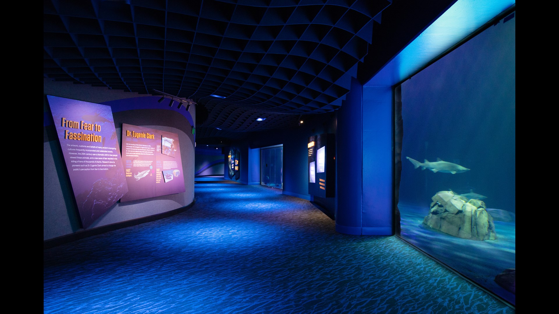 Inside SHARKS! Predators of the deep Aquarium's exhibit