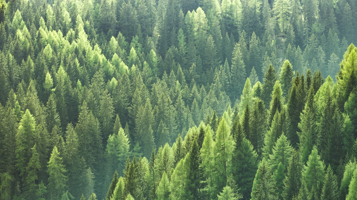 This is why Christmas trees stay green