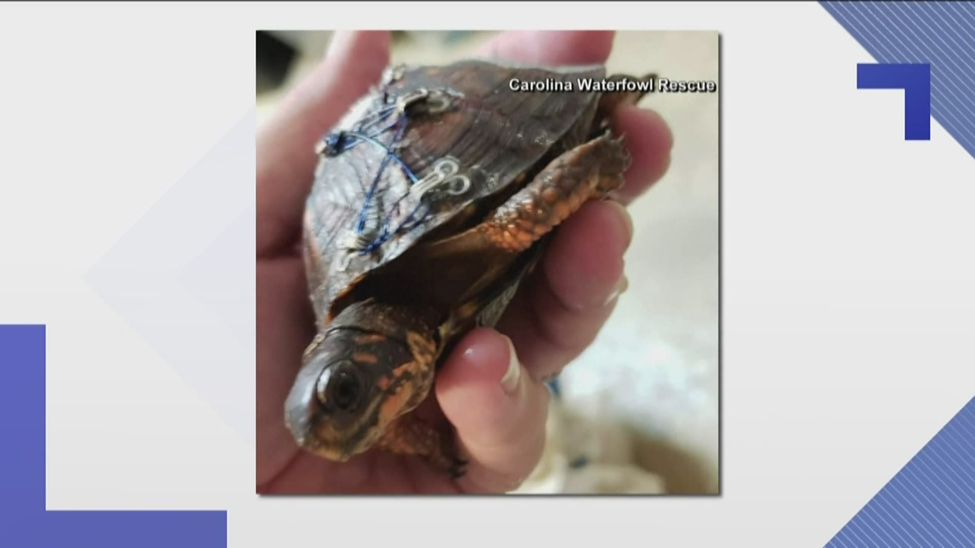 A North Carolina animal rescue group is appealing to women not to throw out their old bras, but instead to send them to their agency to help turtles with broken shells.
