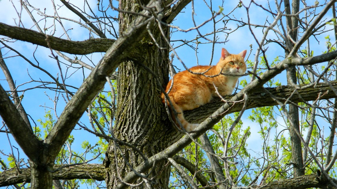 Why do cats get stuck in trees?