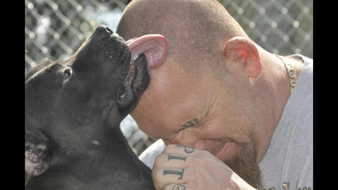 Pitbull Dog Video Download Pitbull Dog