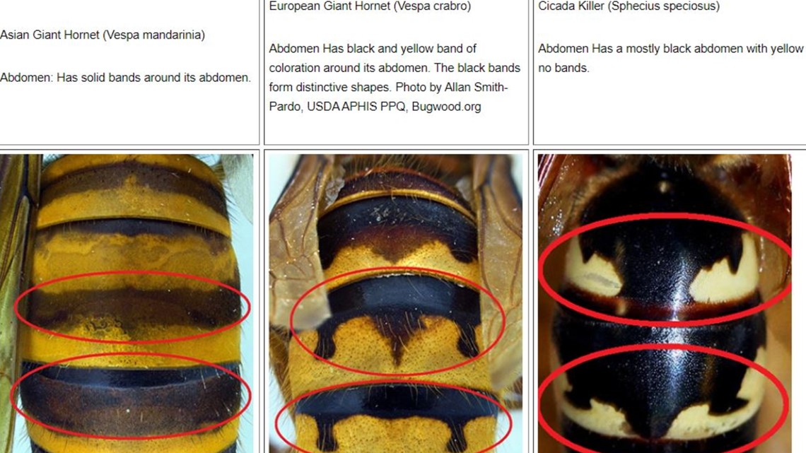 japanese hornets in georgia