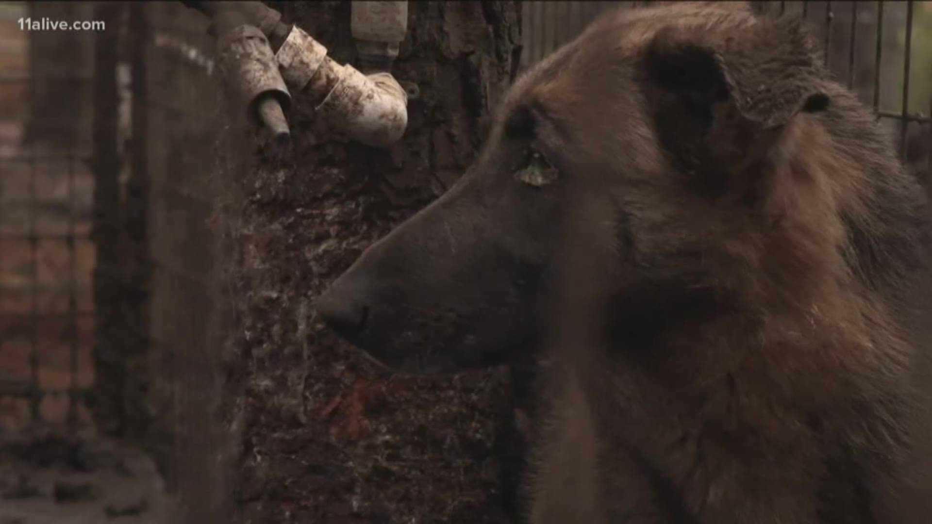 On Thursday, January 3, the Atlanta Humane Society’s Animal Cruelty Unit responded to a neglect case involving approximately 165 German Shepherd Dogs on a property in Metter, GA.