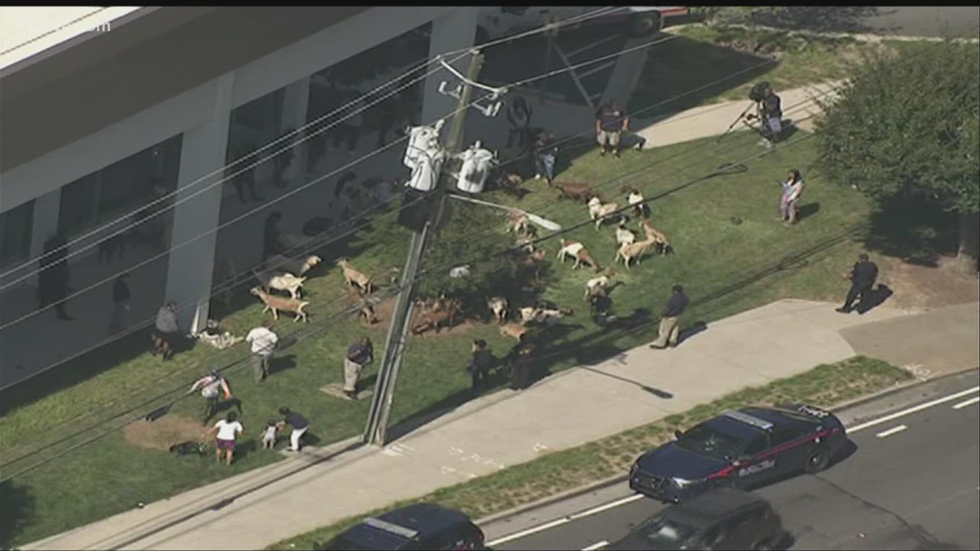There are nearly two dozen goats near the Rooms to Go store on Piedmont Road.
