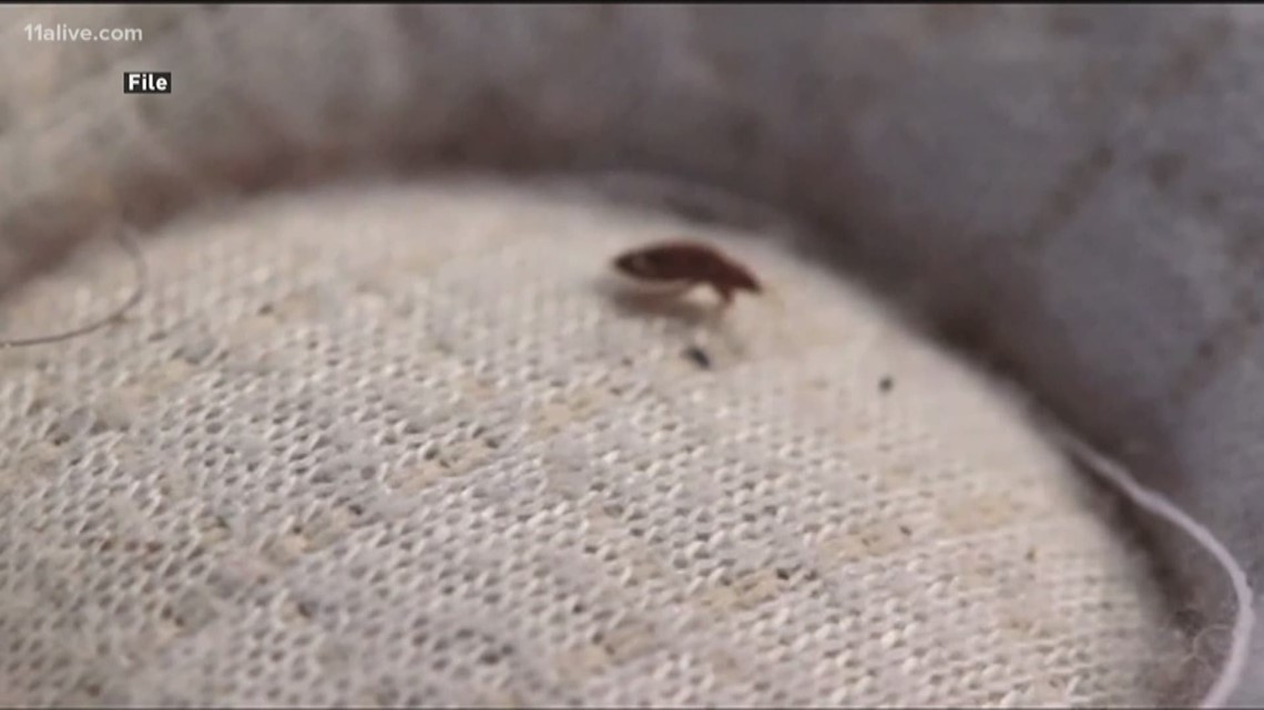 Bedbugs bite: Bedbugs are attracted to dirty clothes