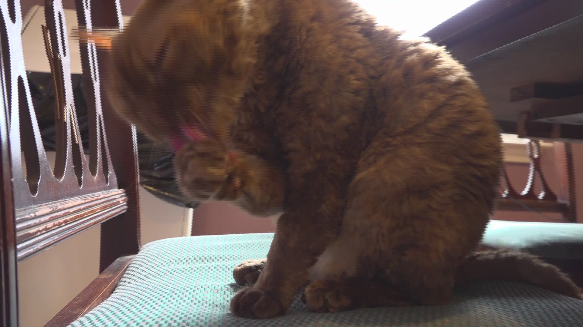 Video of a cat cafe in Lawrenceville.