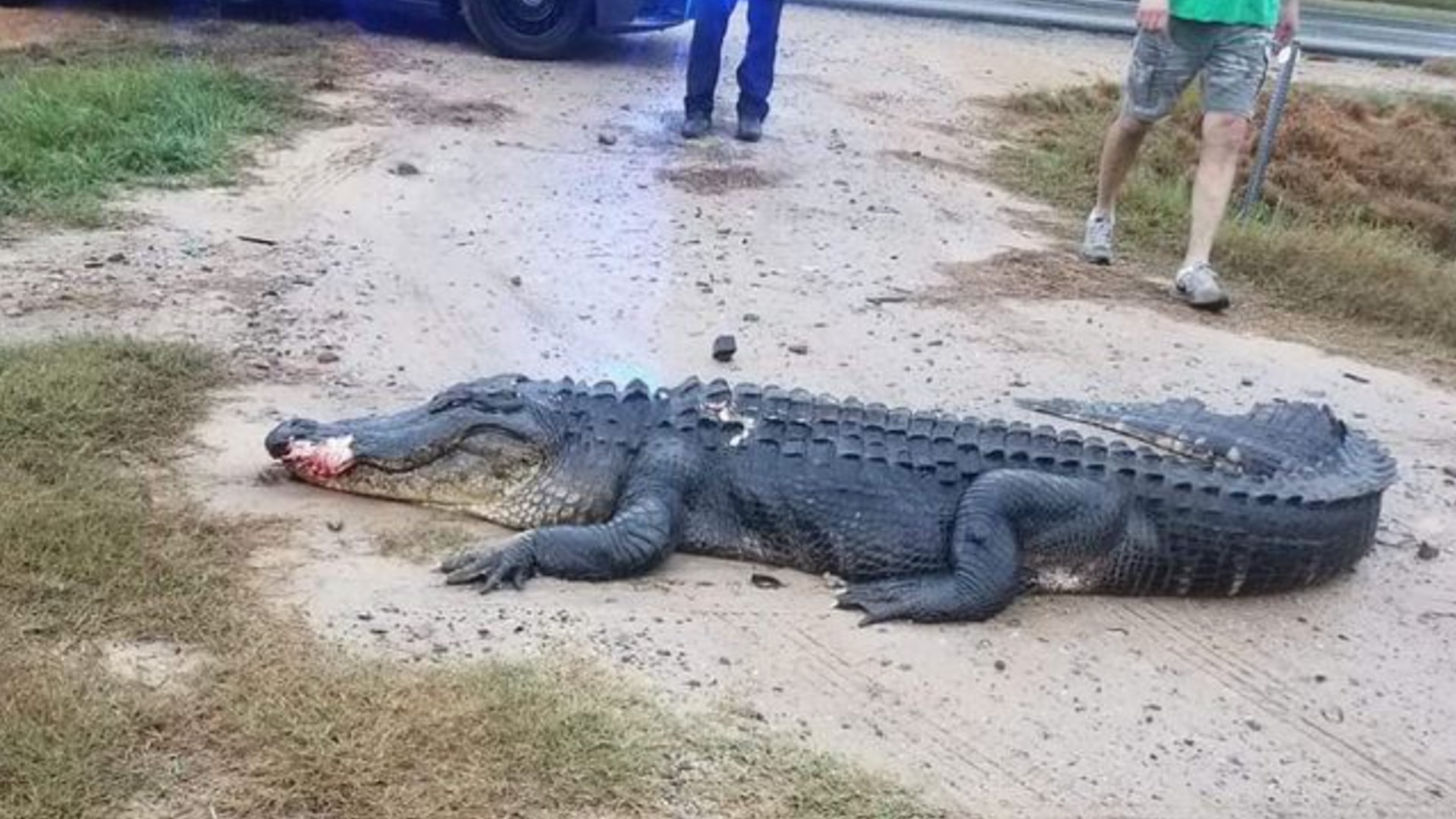 10-foot alligator hit, killed on Highway 441 in Milledgeville | 11alive.com