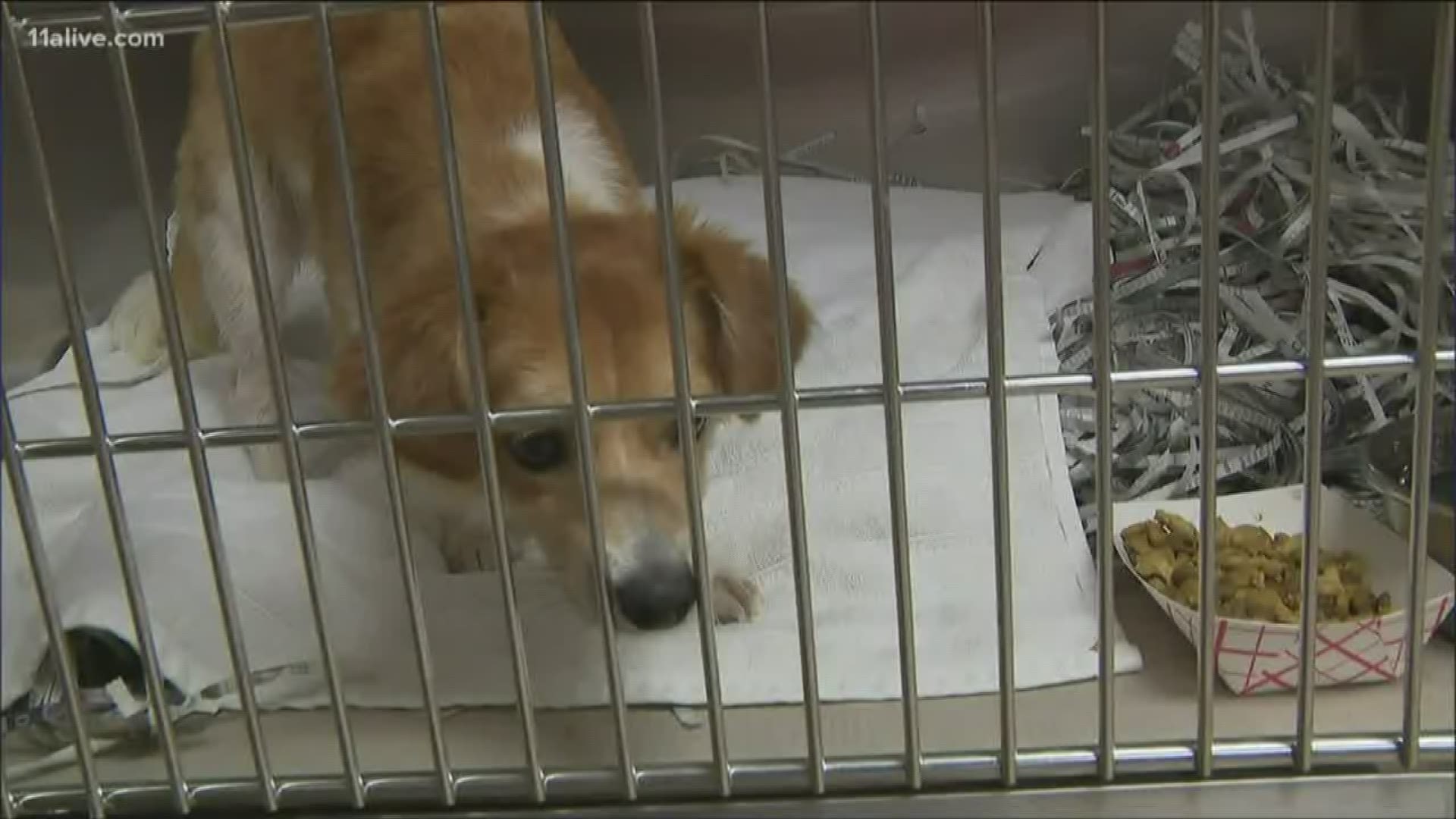 Shelters in the New Orleans area are moving dogs out of the area in preparation for the storm.