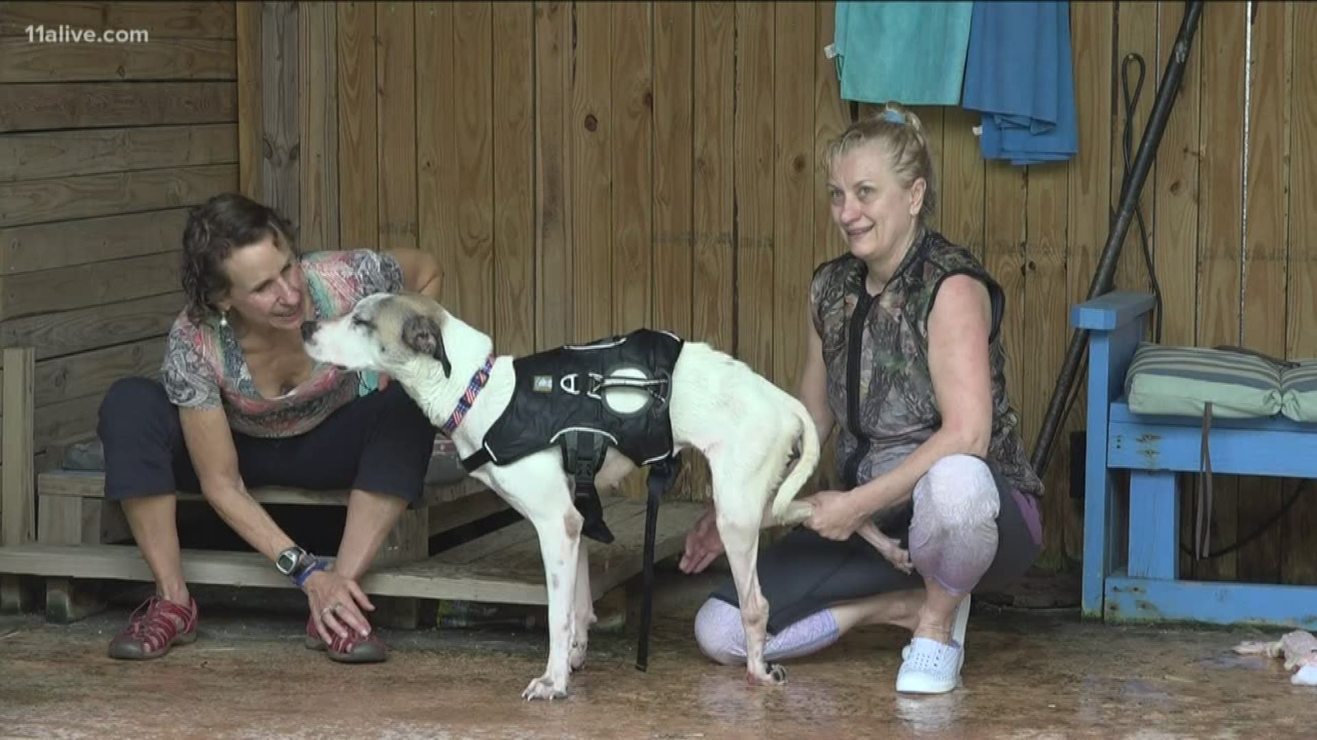 This sweet dog was shot and left for dead in Alabama. When a rescue group picked her up in Georgia, they were told she would never walk again -- but Dixie's supporters refuse to take no for an answer.