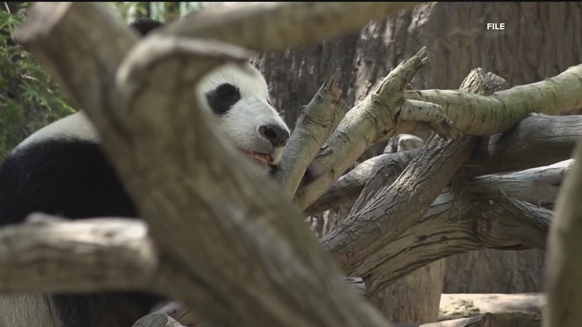 If you’re one of the pandas' faithful fans, you have about three weeks to see these gentle giants.