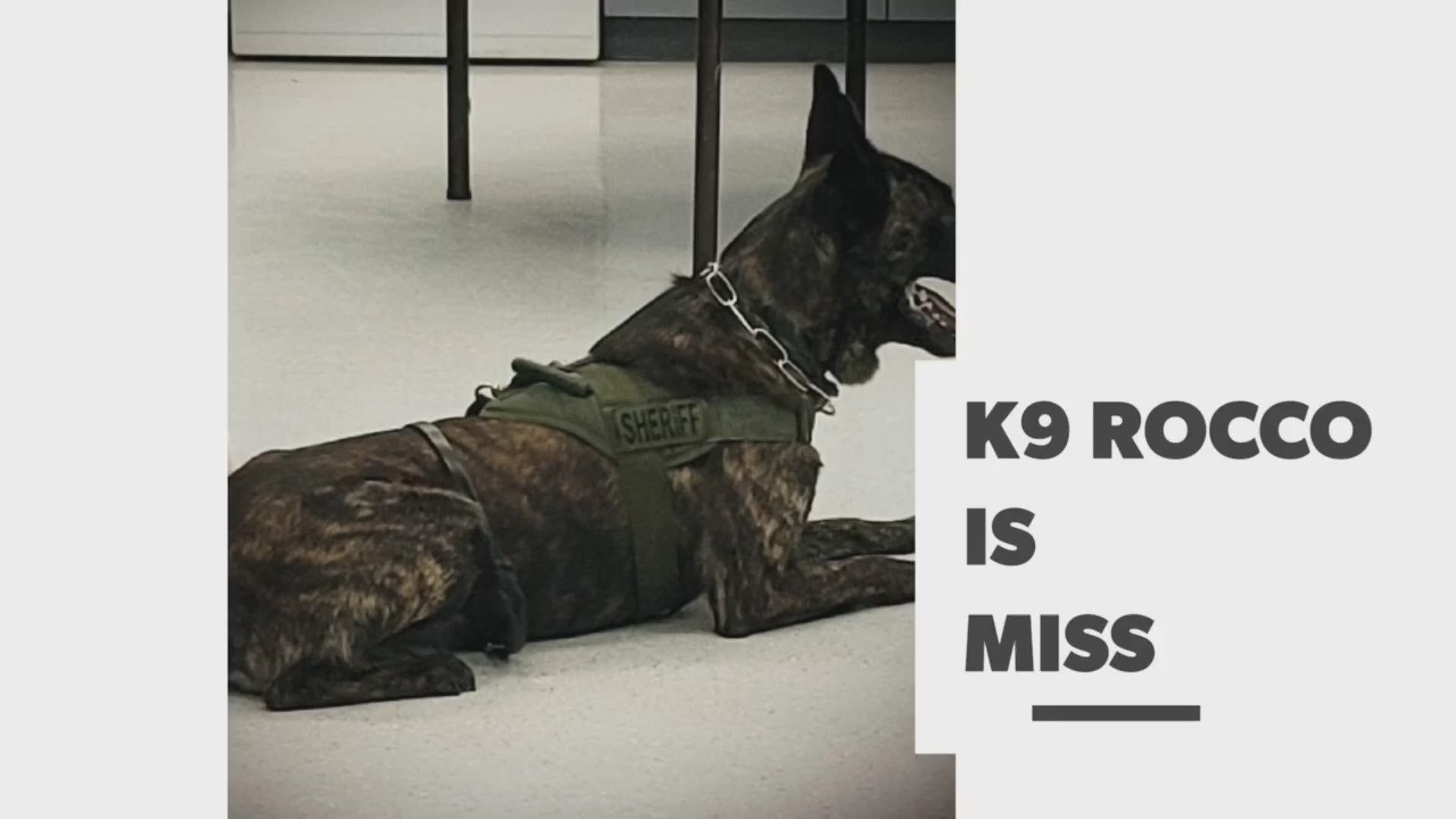 A Dade County, Ga. K9 named Rocco is missing