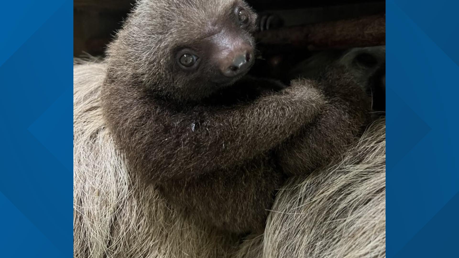 Zoo Atlanta baby sloth's name