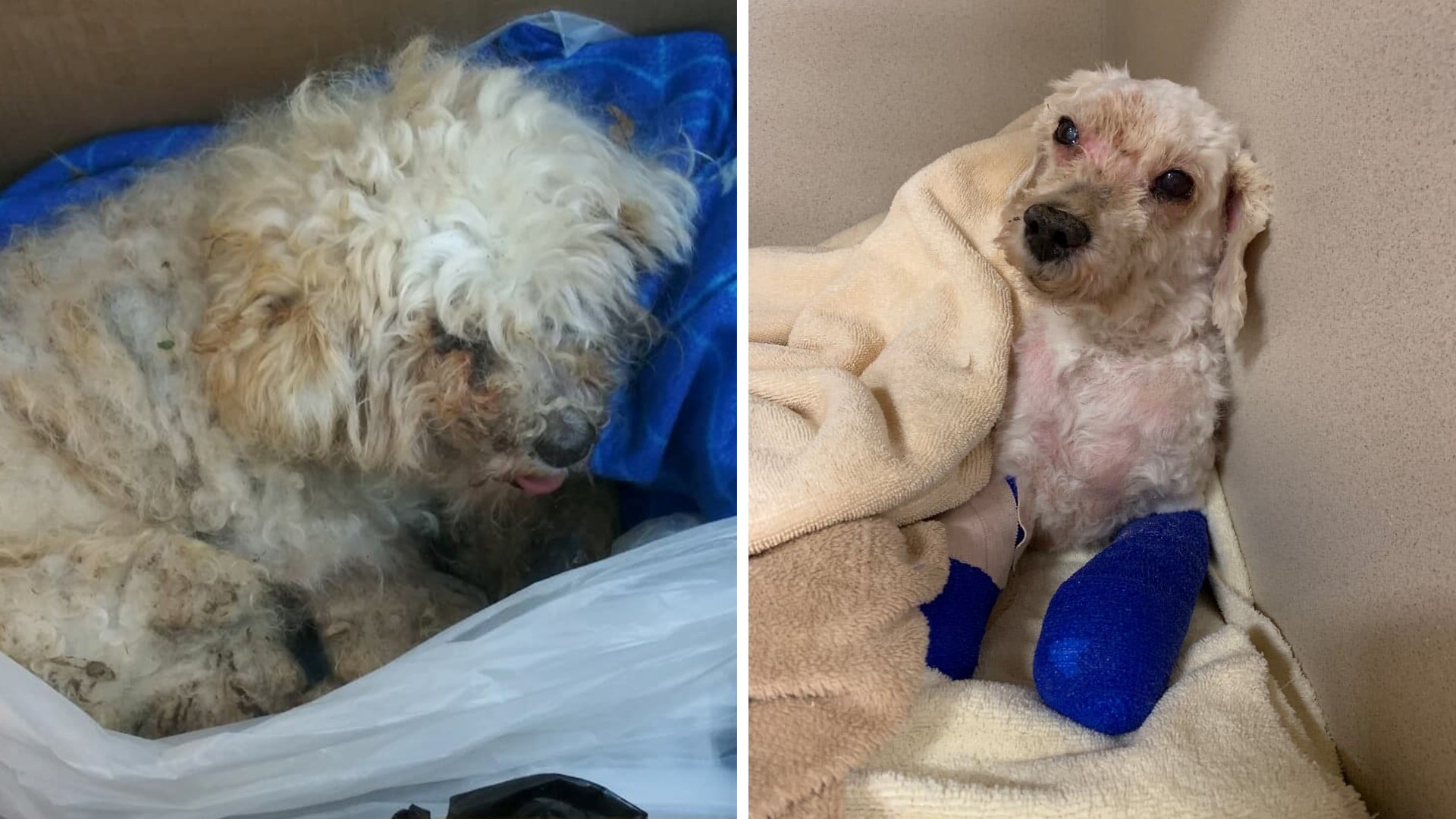 Dog found tied up in trash bag, covered in maggots