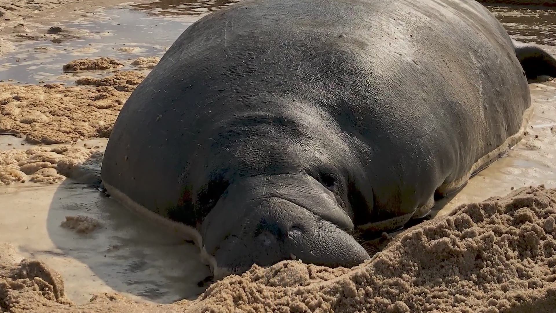 Georgia DNR and Clearwater Marine Aquarium Research Institute found an adult female manatee stranded on a sandy berm across Rifle Cut.