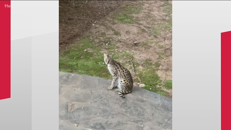 Wild serval cat on the loose in Brookhaven