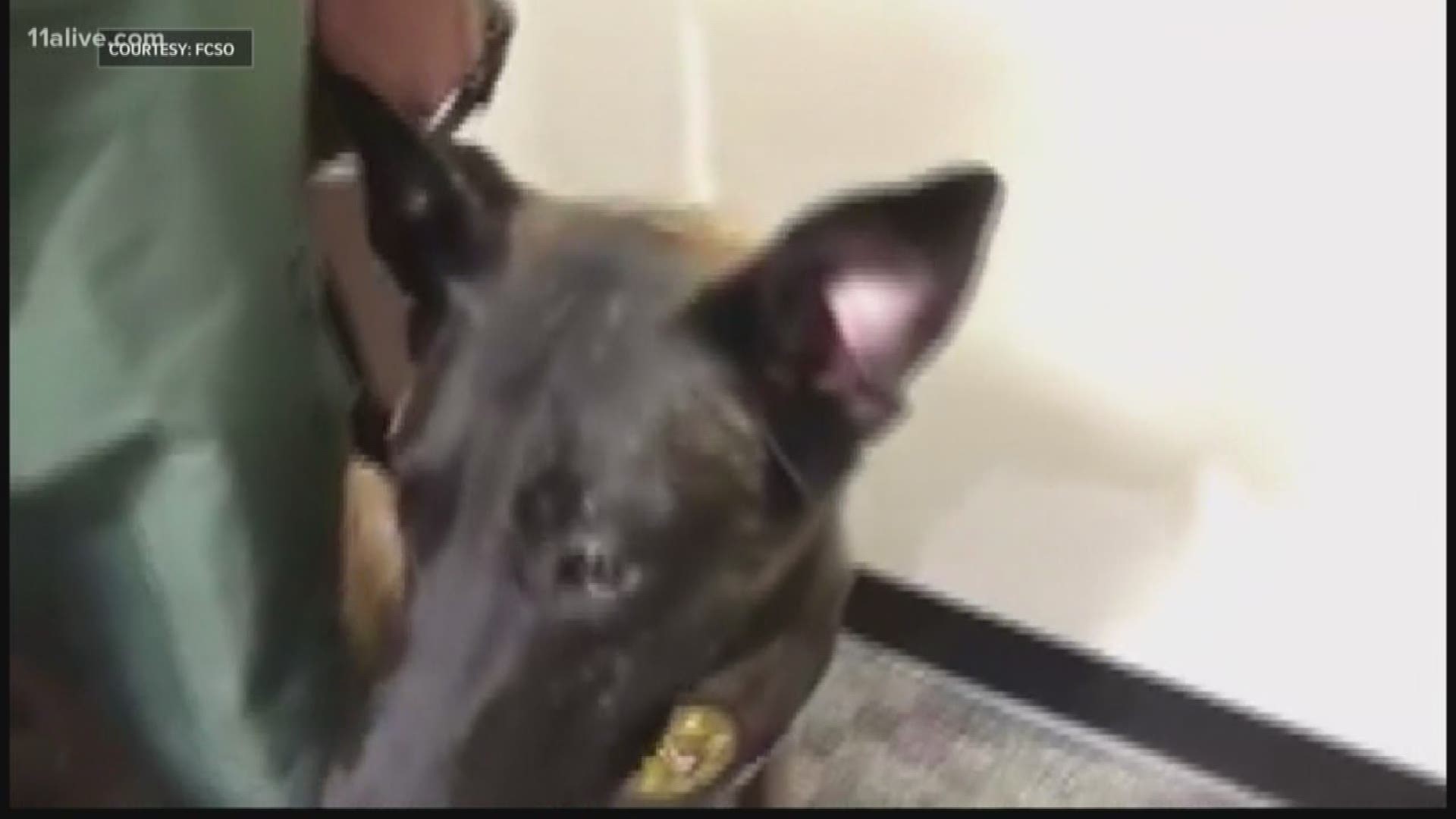 Police bodycam video released Friday shows a veterinary technician describing the attack by a K-9 on her coworker in a harrowing incident this week that left the wom