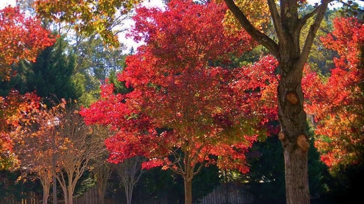Weekly North Georgia fall foliage update