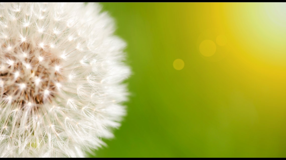 Thursday's pollen count was highest since last April | 11alive.com