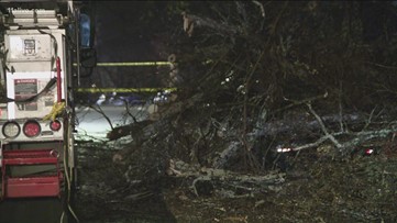 Cars buried under fallen trees and debris