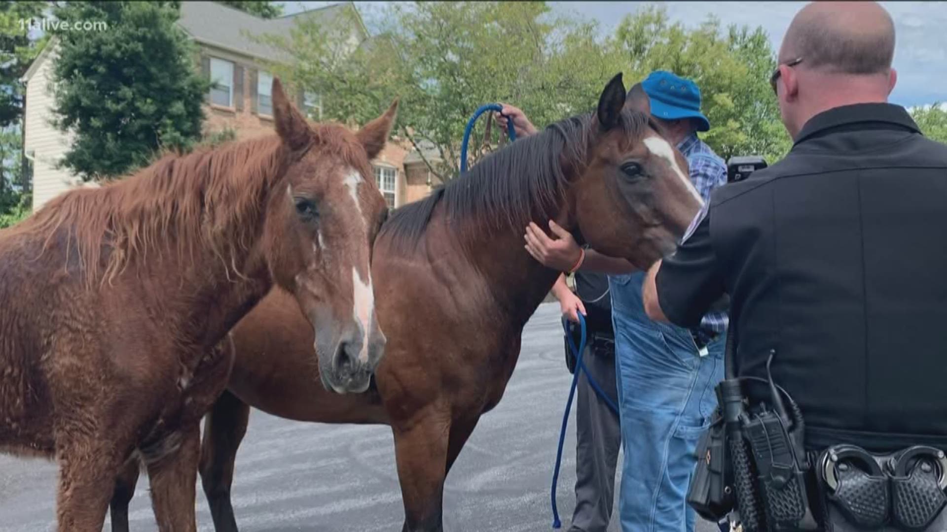 The horses were returned to their owner.