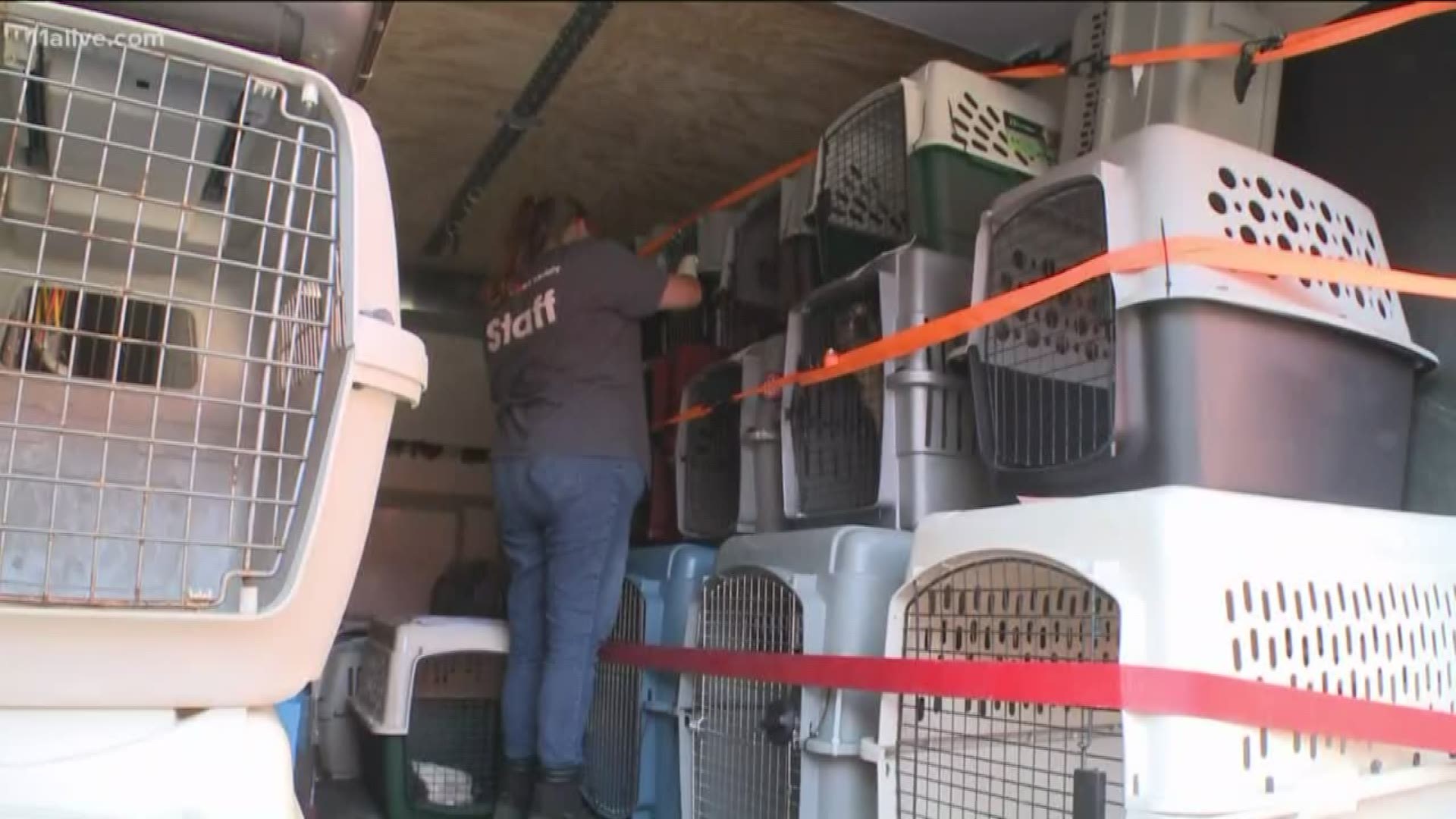 The Atlanta Humane Society is working to help out in this large-scale case of animal cruelty