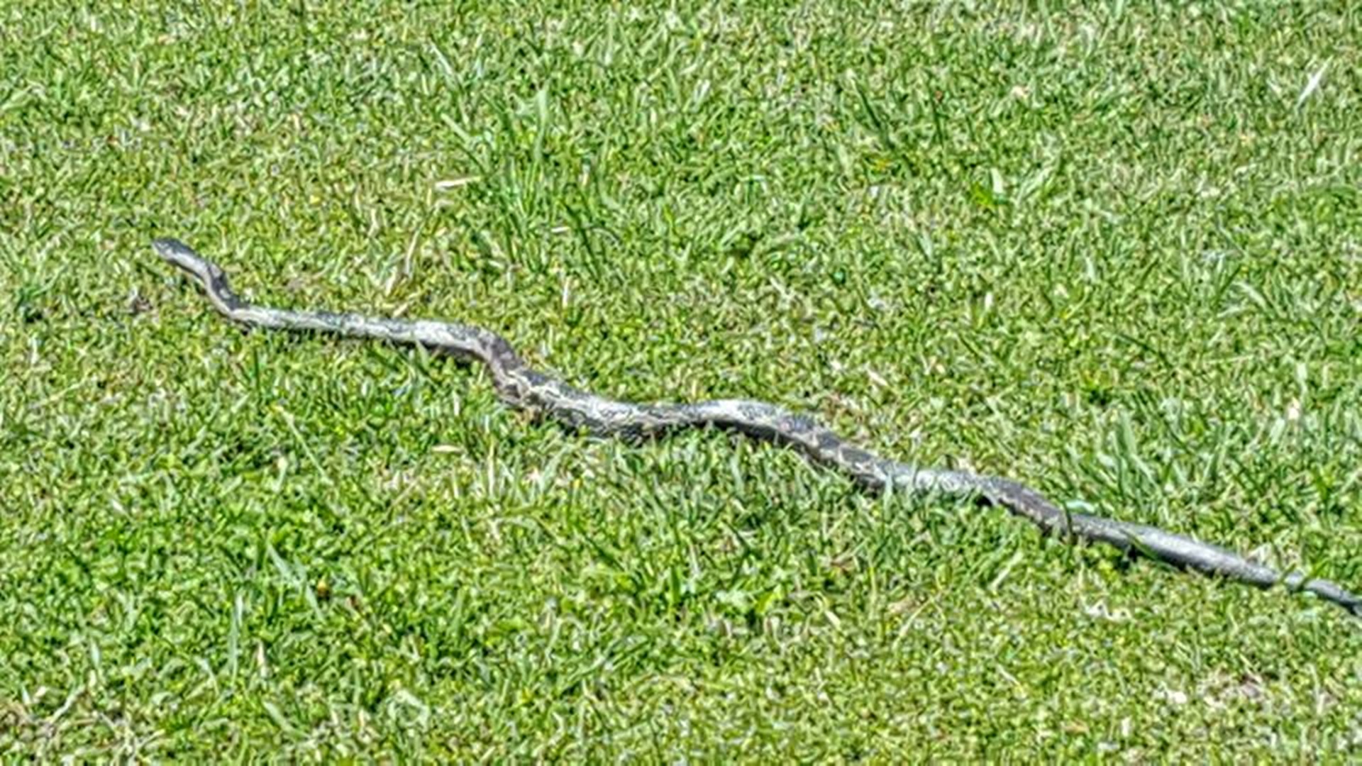 Giant water moccasin nabbed in Florida | 11alive.com