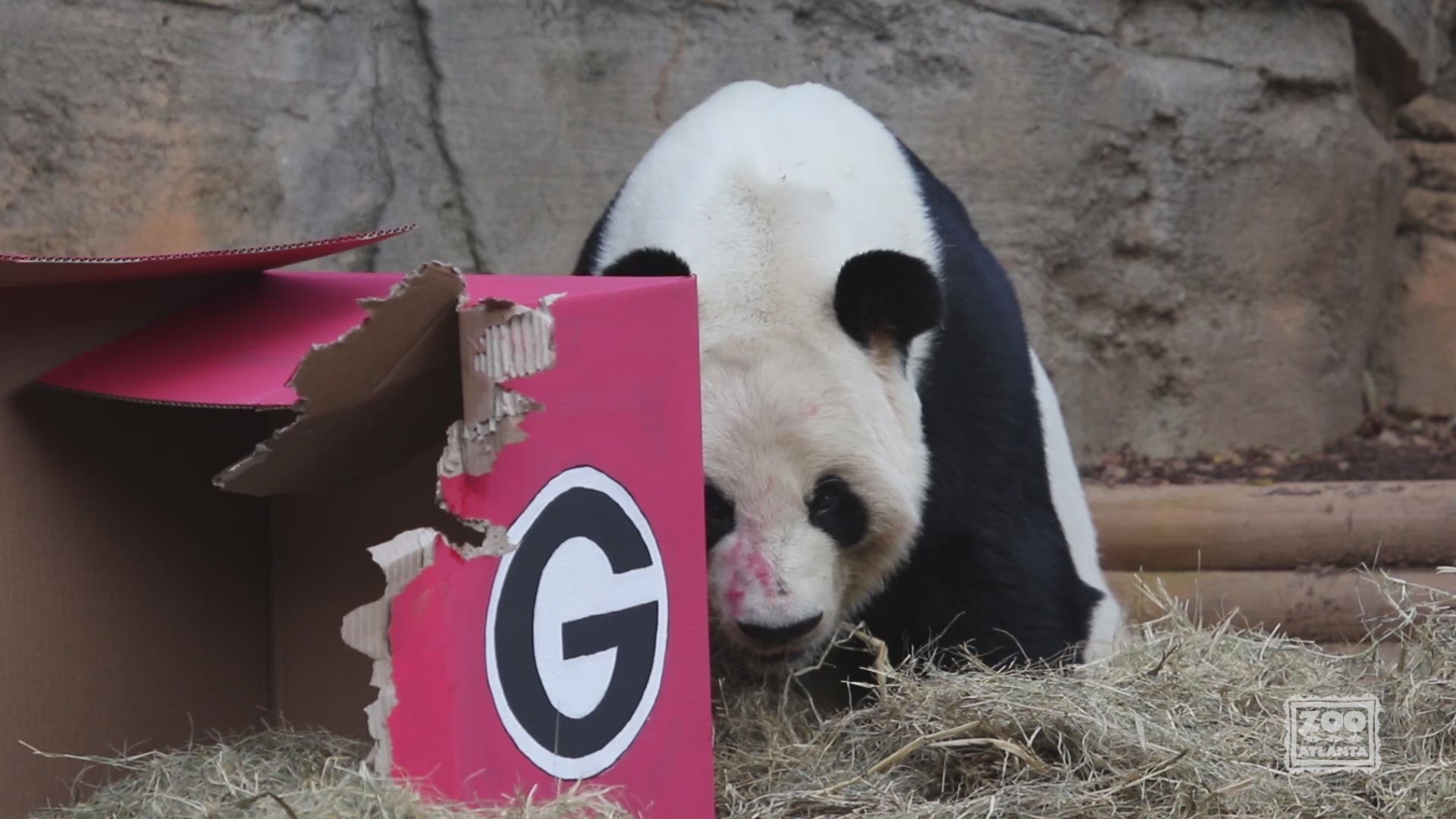 The panda bear has spoken: Yang Yang, a 23-year-old male giant panda at Zoo Atlanta, predicted No.9 Georgia will beat No.8 Cincinnati.