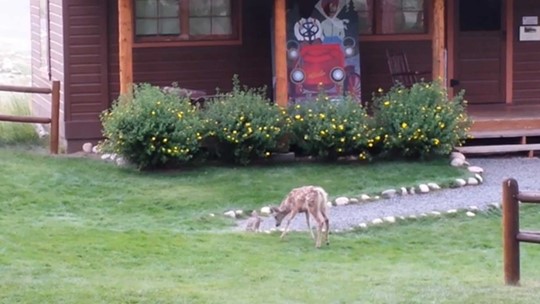 Deer and bunny embrace inner Bambi and Thumper