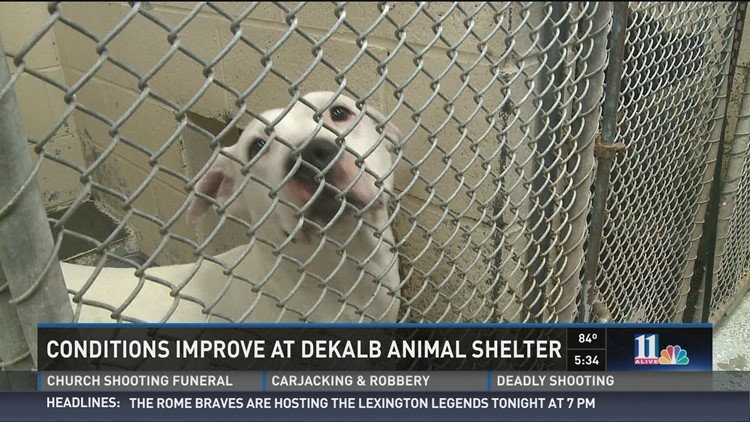 DeKalb Animal Shelter cites improvements after viewer blast 
