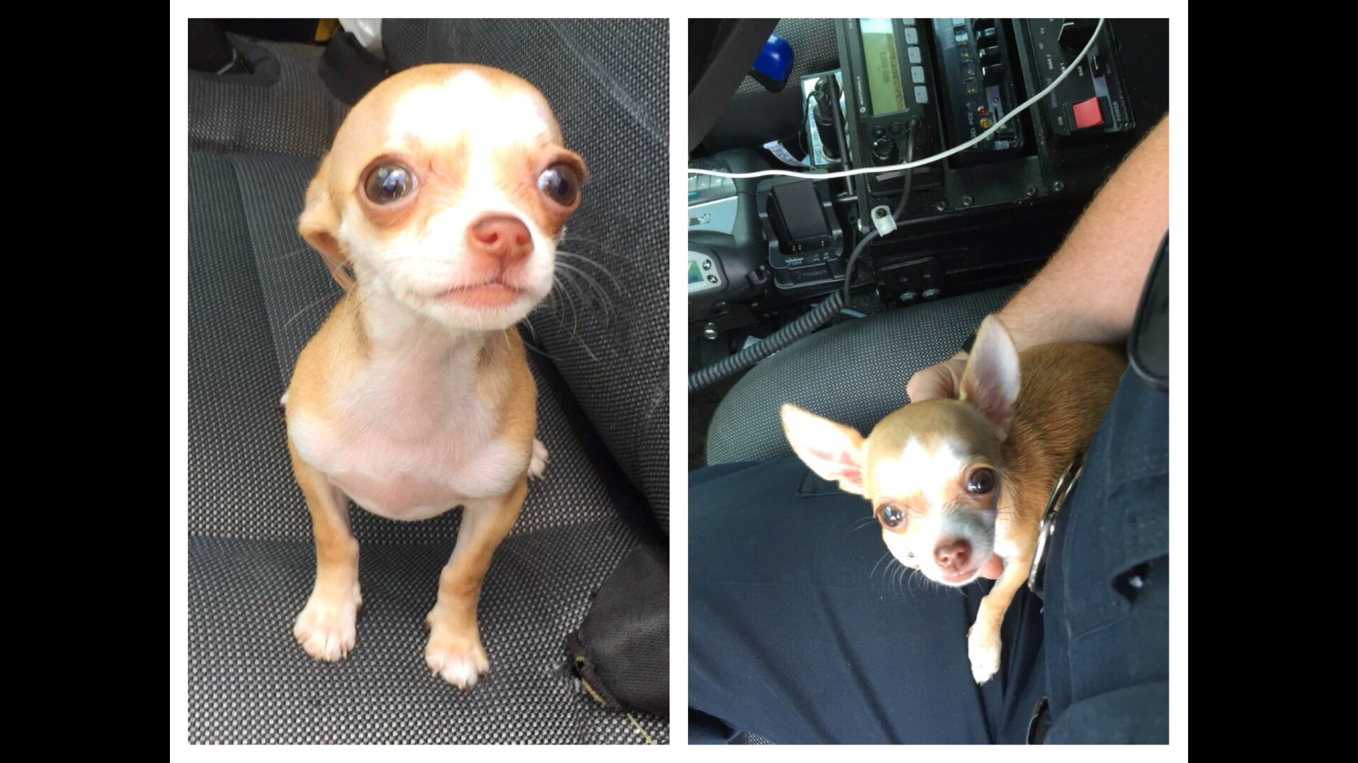 Man charged with animal cruelty after leaving dog in hot truck ...