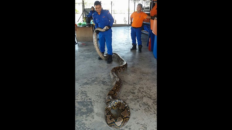 largest snake ever found
