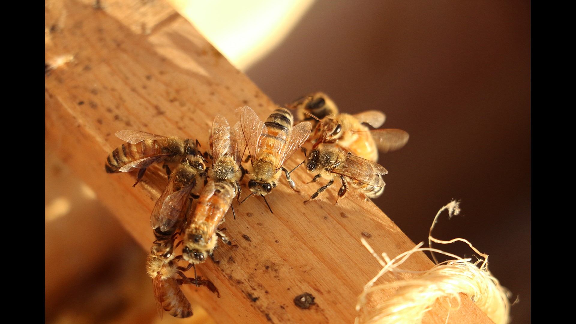 Ortho to stop using chemicals considered to be harmful to bees