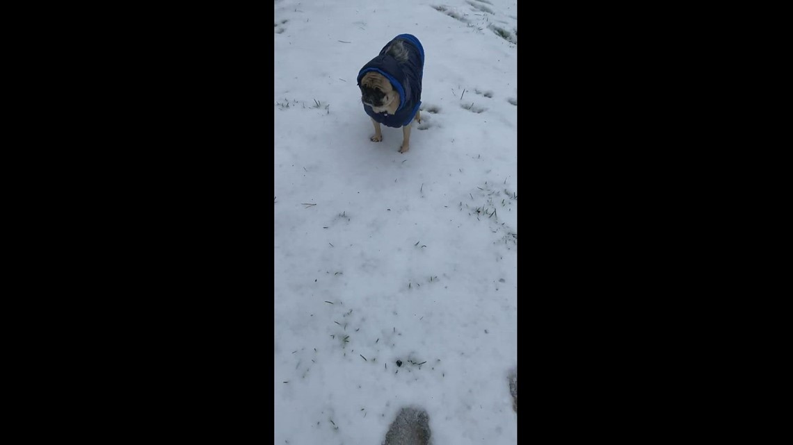 Franks First time in the snow