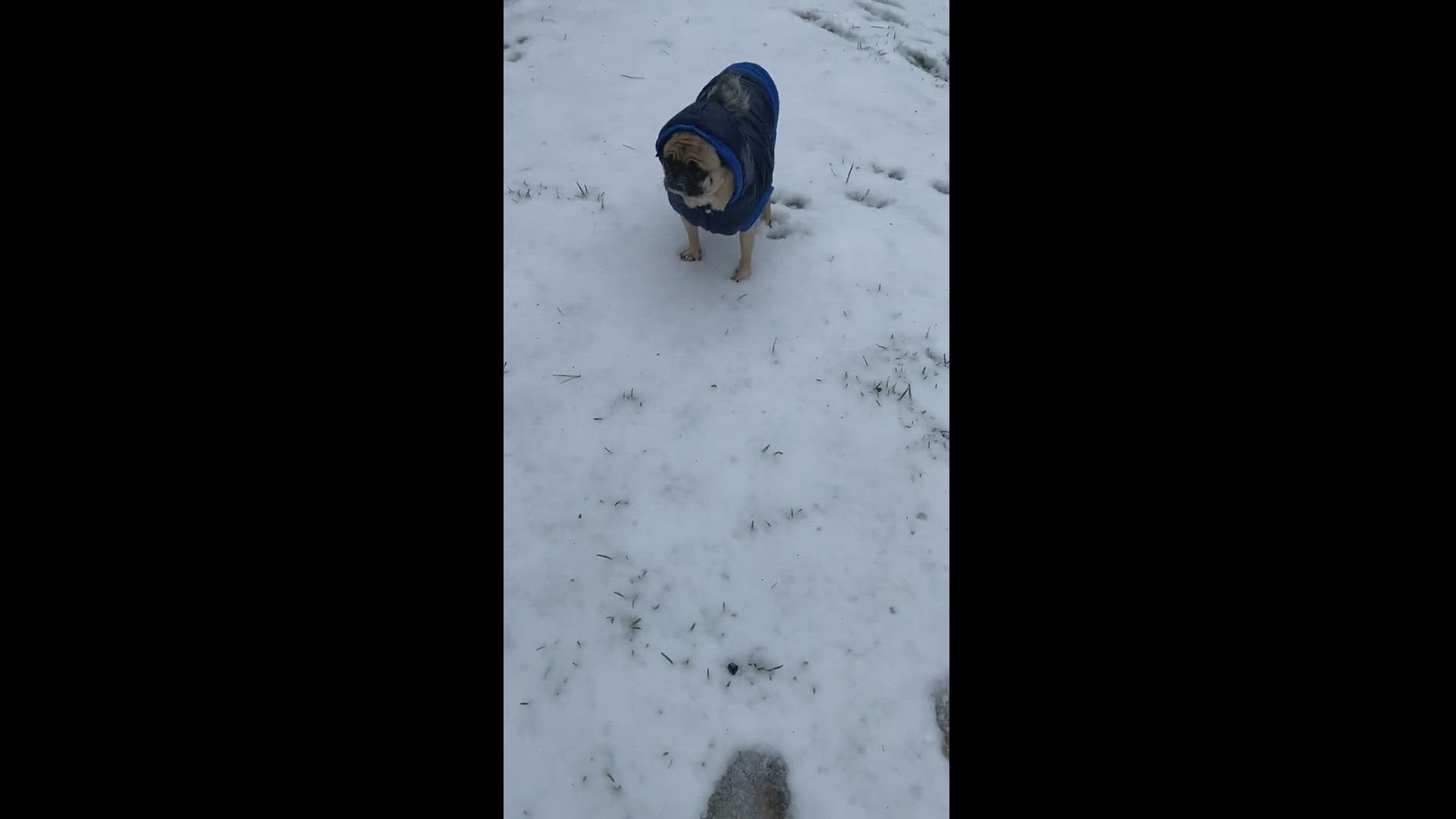 Frank in Lula, Ga enjoys his first time in the snow on Jan. 16, 2022.
Credit: Jaycie Bowen