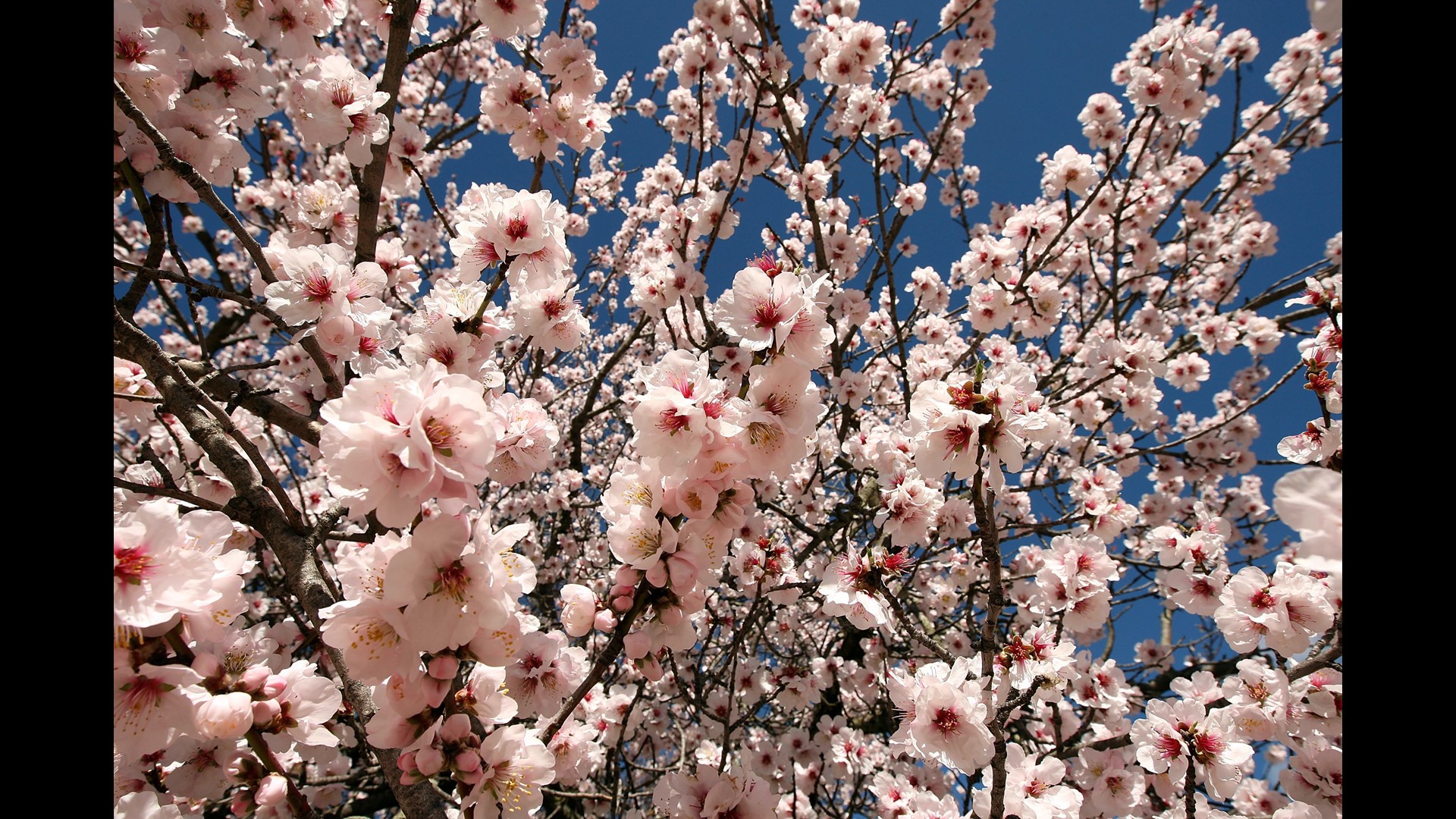 5 things to do this Spring Break in Metro Atlanta | 11alive.com